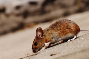 Mice Exterminator, Pest Control in Tilbury, East Tilbury, West Tilbury, RM18. Call Now 020 8166 9746