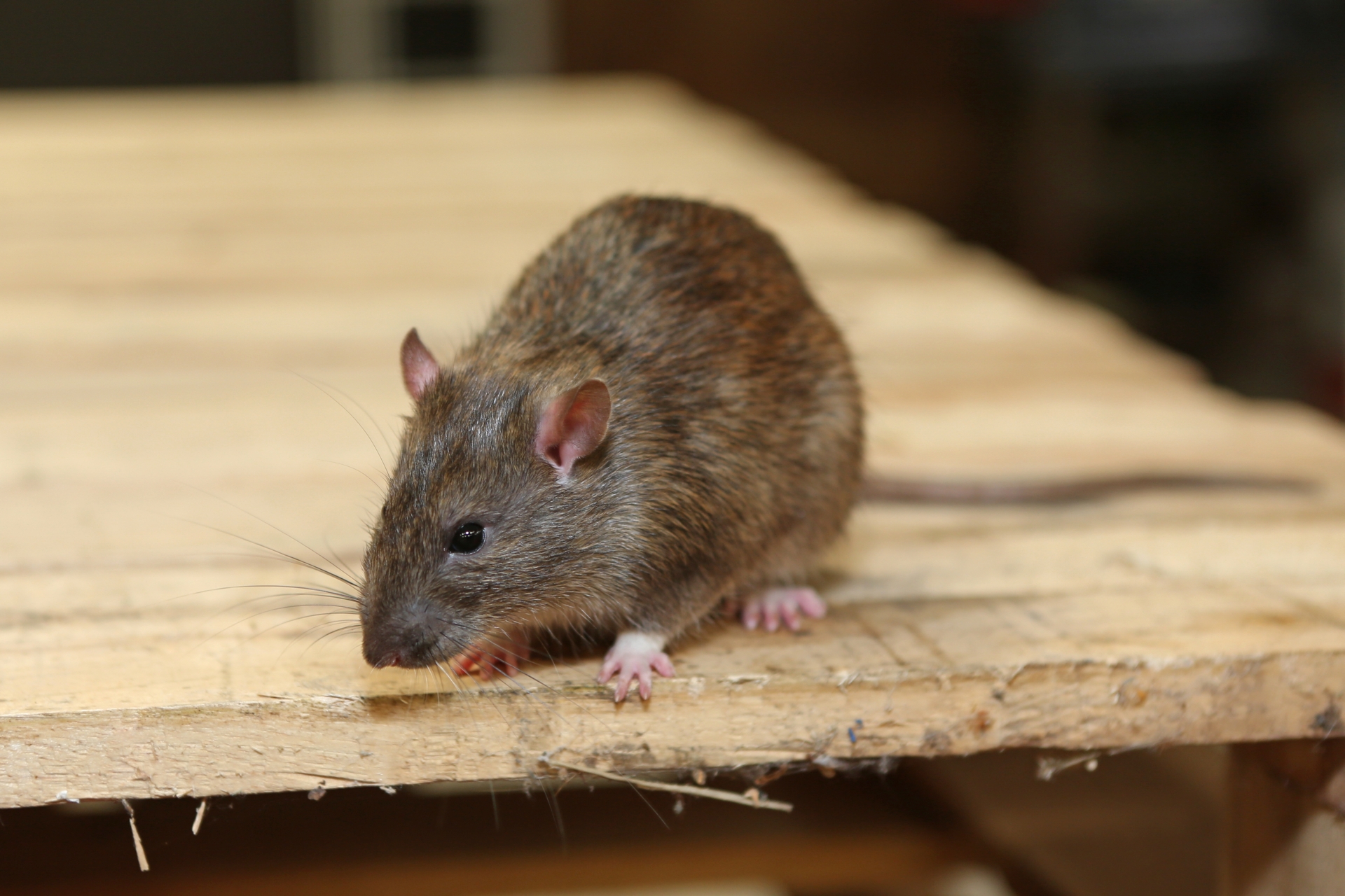 Rat Infestation, Pest Control in Tilbury, East Tilbury, West Tilbury, RM18. Call Now 020 8166 9746