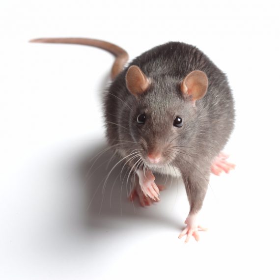 Rats, Pest Control in Tilbury, East Tilbury, West Tilbury, RM18. Call Now! 020 8166 9746