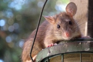 Rat extermination, Pest Control in Tilbury, East Tilbury, West Tilbury, RM18. Call Now 020 8166 9746