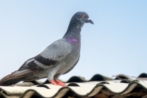 Pigeon Pest, Pest Control in Tilbury, East Tilbury, West Tilbury, RM18. Call Now 020 8166 9746