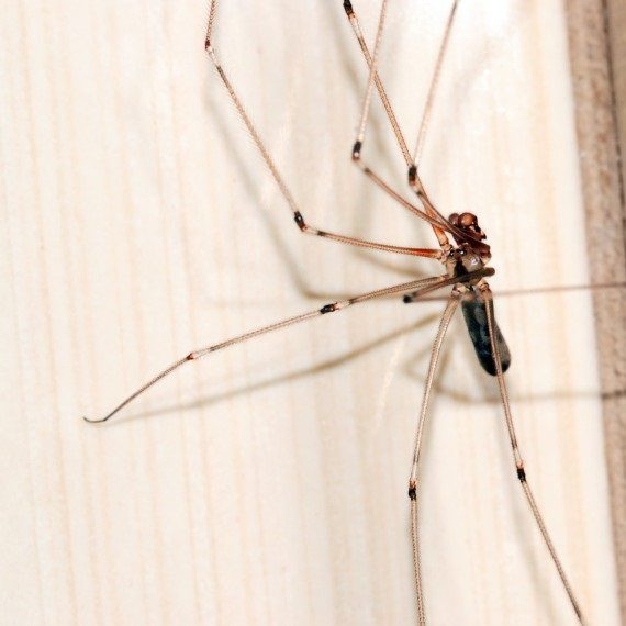 Spiders, Pest Control in Tilbury, East Tilbury, West Tilbury, RM18. Call Now! 020 8166 9746