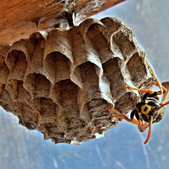 Wasps Nest, Pest Control in Tilbury, East Tilbury, West Tilbury, RM18. Call Now! 020 8166 9746